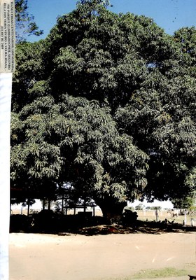 Mangueiras centenárias, localizadas no Parque Eldorado onde, segundo relatos, teria vivido a Velha Joana - Julho de 2009