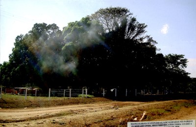 Mangueiras centenárias, localizadas no Parque Eldorado onde, segundo relatos, teria vivido a Velha Joana - Julho de 2009