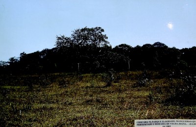 Chácara 75, Parque Eldorado, mangueiras que pertenciam à morada de Velha Joana - Julho de 2009
