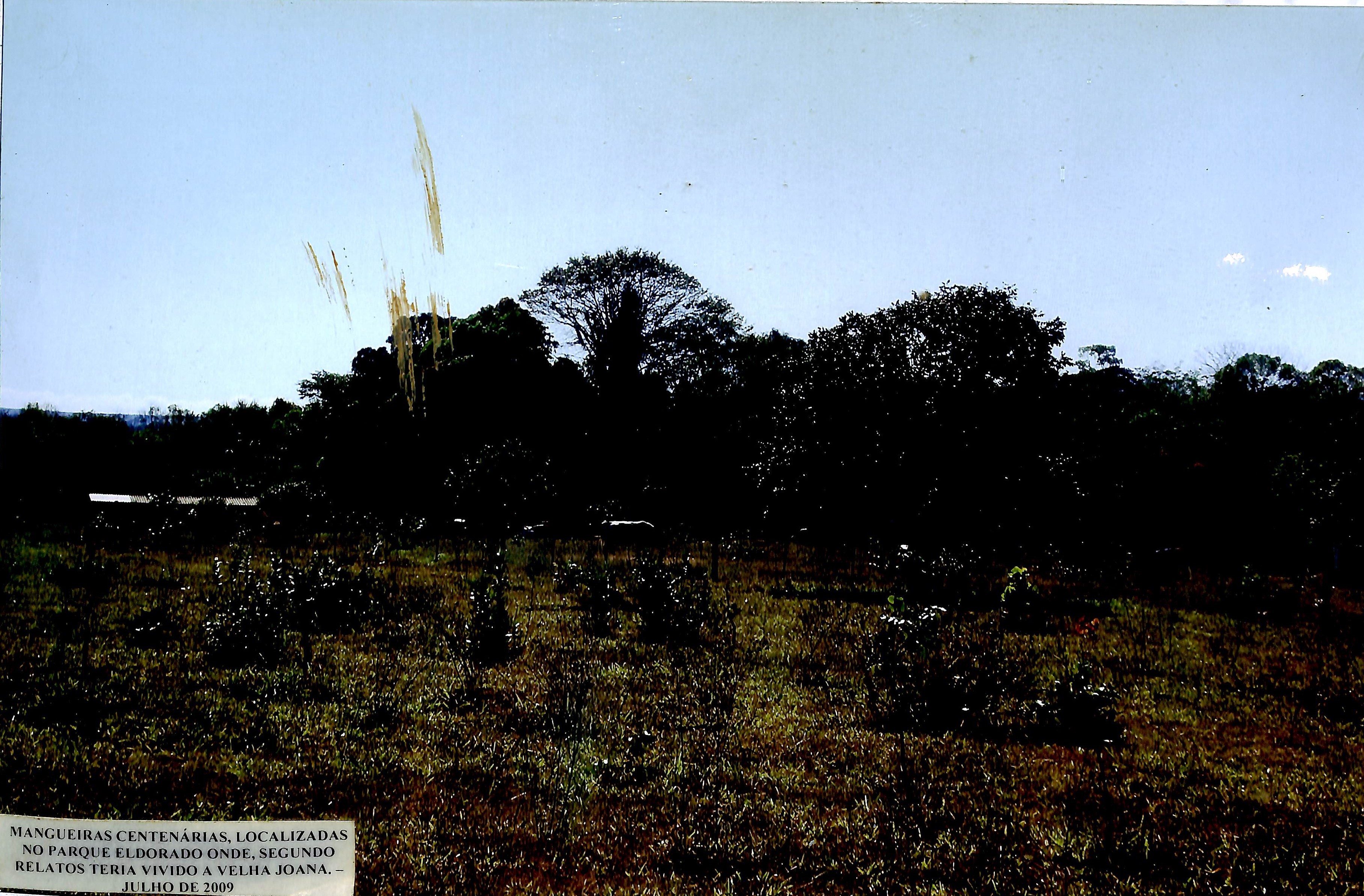 Mangueiras centenárias, localizadas no Parque Eldorado onde, segundo relatos, teria vivido a Velha Joana - Julho de 2009