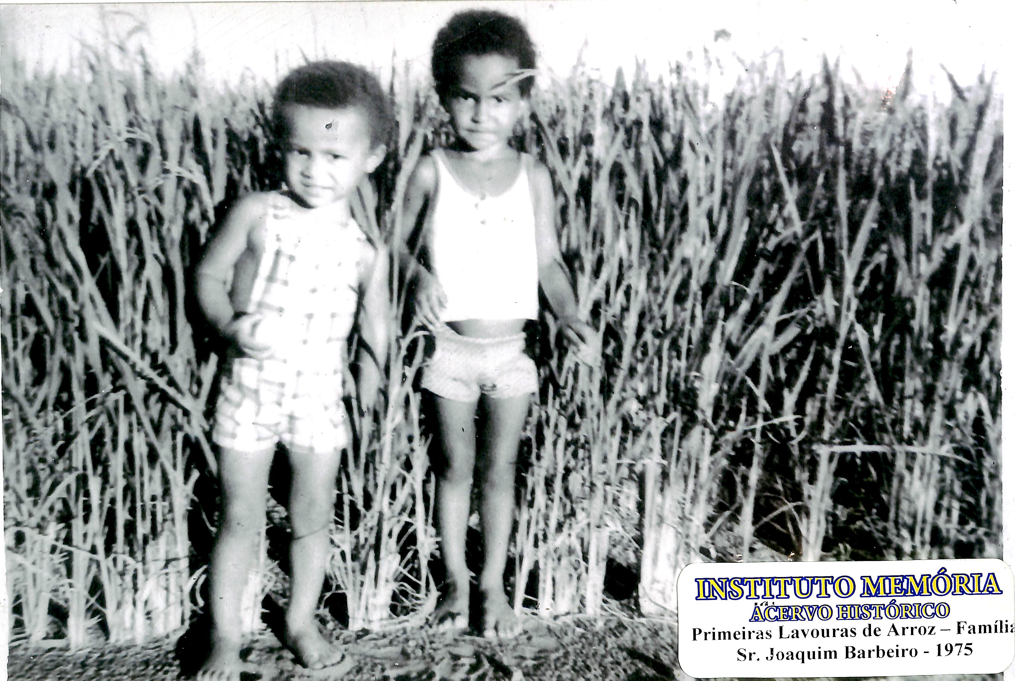 Primeiras lavouras de arroz - Família do Sr. Joaquim Barbeiro - 1975