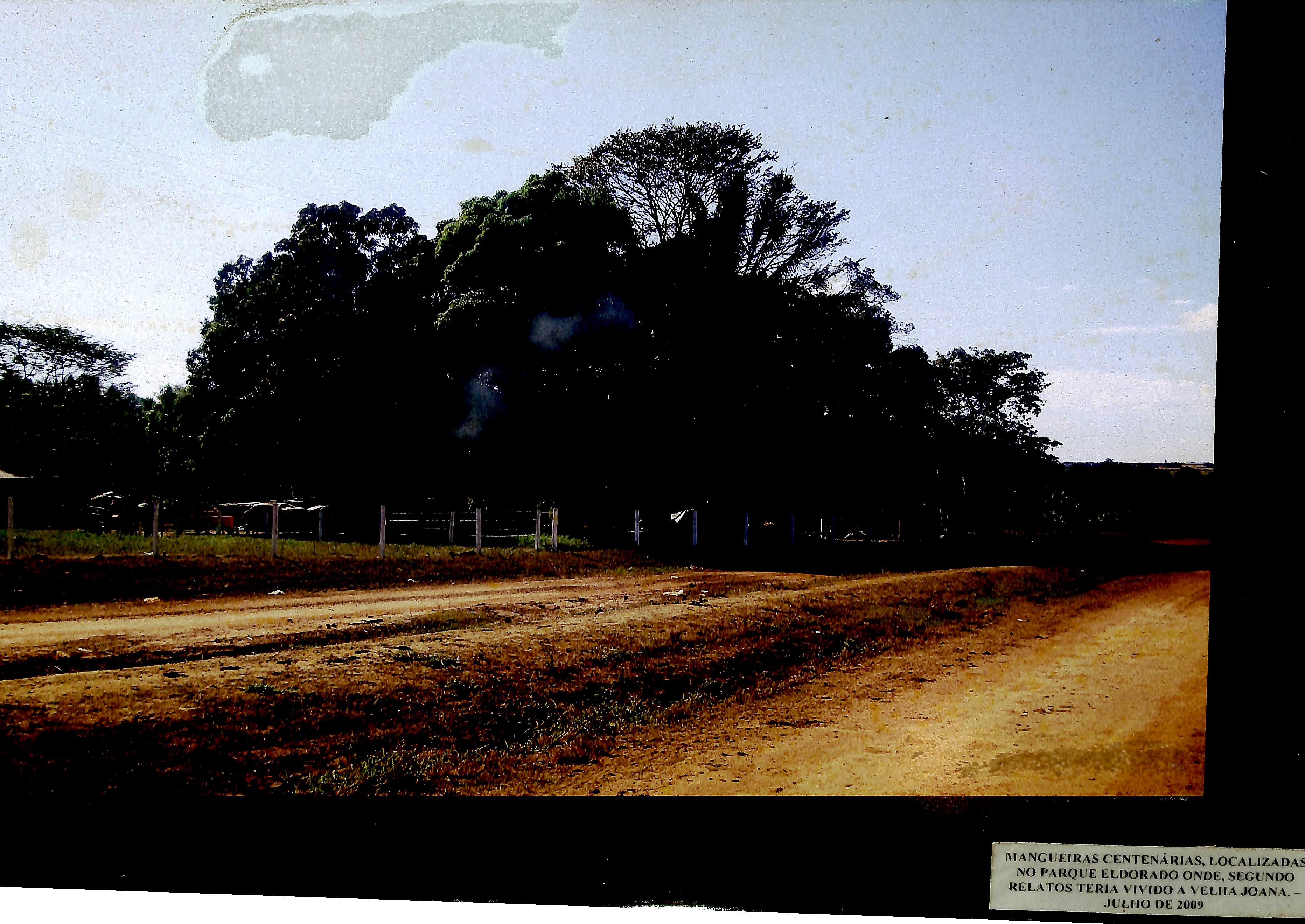 Mangueiras centenárias, localizadas no Parque Eldorado onde, segundo relatos, teria vivido a Velha Joana - Julho de 2009